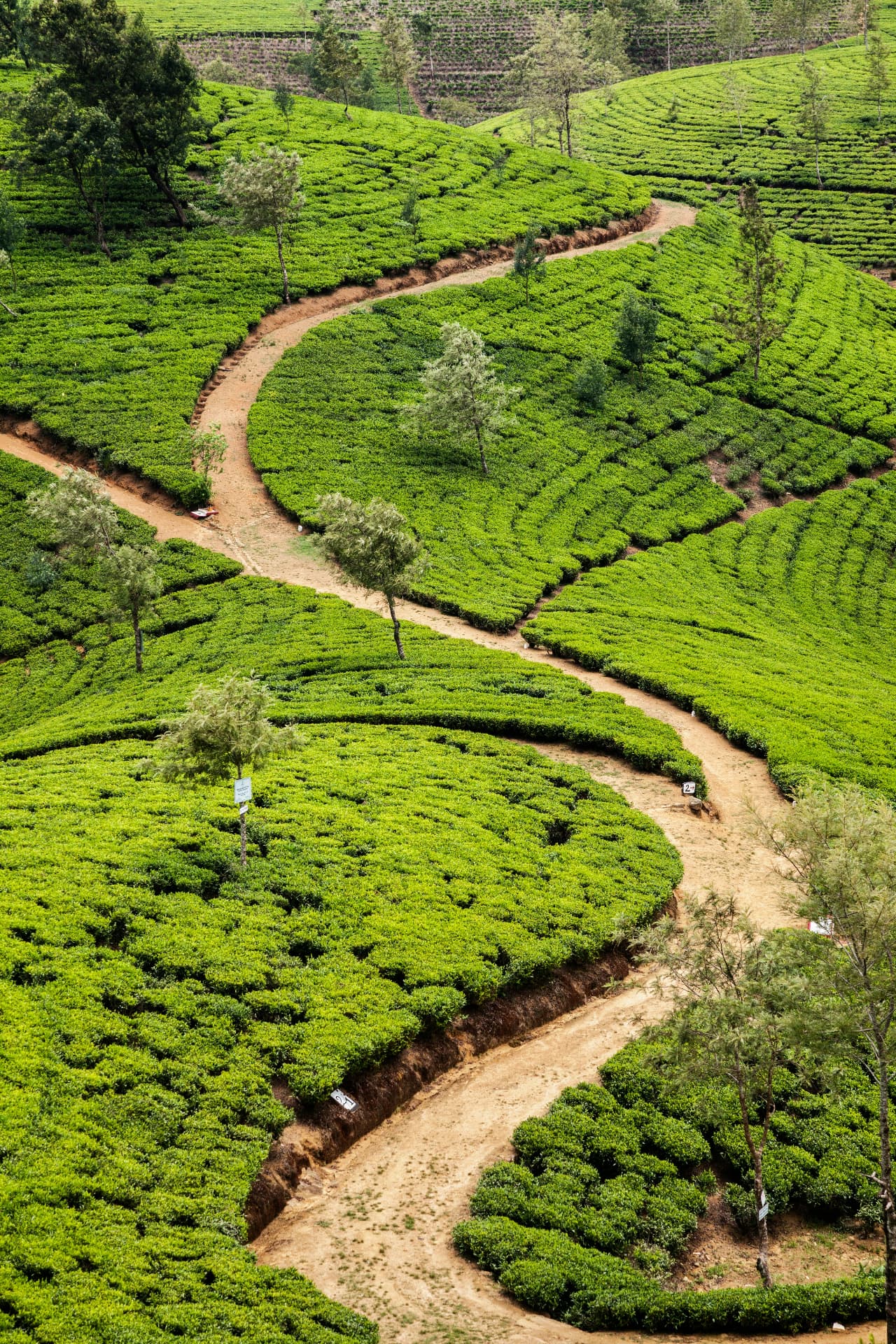 Winding paths through emerald tea plantations in Sri Lanka's hill country